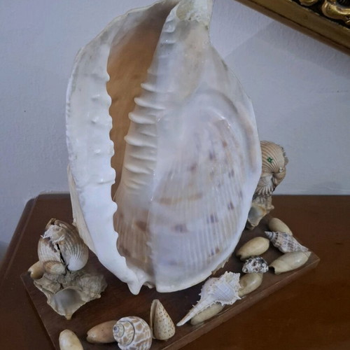 Decorative seashell composition used, wooden base