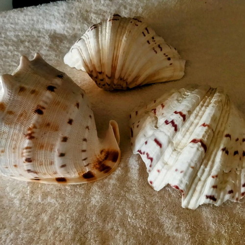 3 Large shells. (1) basil. AUTHENTIC