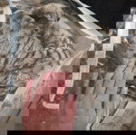  Κουβερτοπαπλωμα υπερδιπλο 220x240