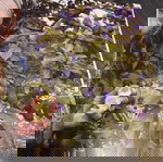  Βιβλίο φυτά κηπουρική Δαμάσκηνο Plum the great