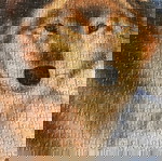  Πίνακας από puzzles,λύκος σε χιονισμένο τοπίο.