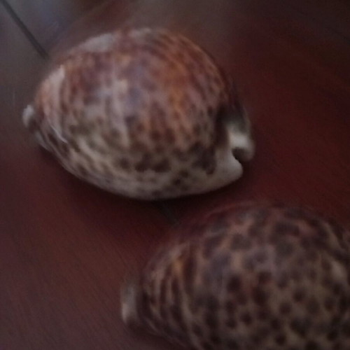 Cypraea Tigris shells used, set of 2 pieces