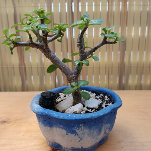 Portulacaria afra Bonsai 18cm new