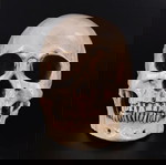  Κρανίο, Νεκροκεφαλή, ακριβές αντίγραφο, hand made, σαν αληθινό 1 προς 2