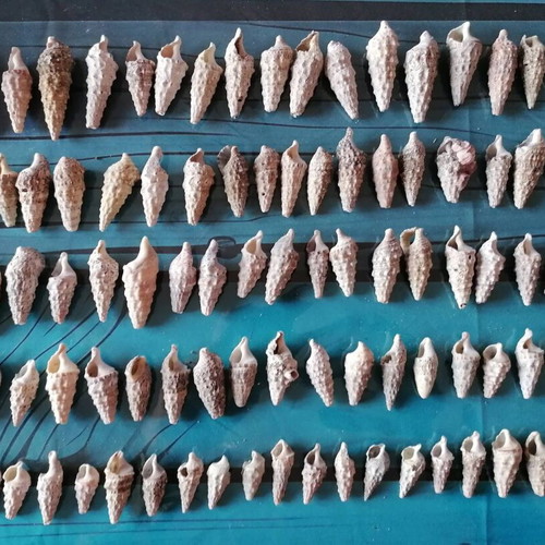 720 seashells various designs and sizes