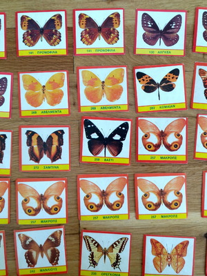 CAROUSEL BUTTERFLIES