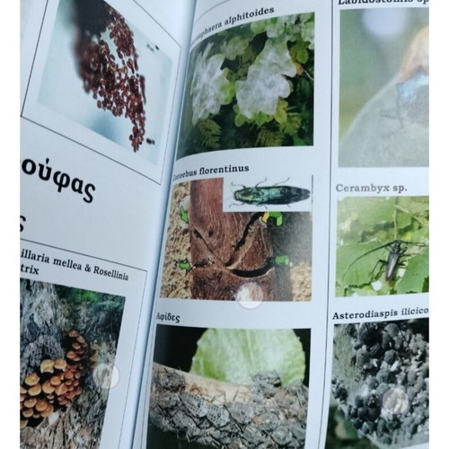 The Book of Truffle new, hobby guide in Greek