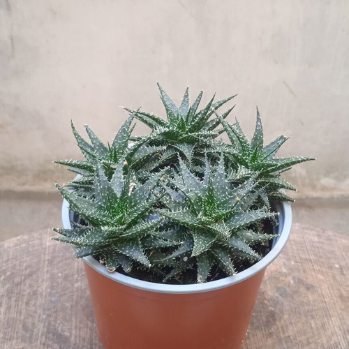 Aloe Humilis succulent in nursery pot