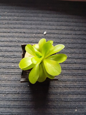 Σαρκοφάγο φυτό Pinguicula 'Tina' 2