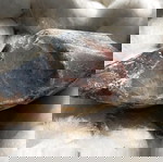  πέτρα