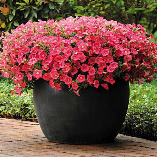 25 Pink Petunia Flowering Plant Seeds, Fast Growing