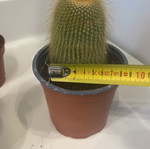 Cleistocactus cactus 10cm height new