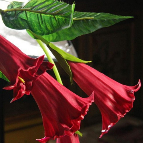 Brugmansia Datura flower seeds mix, 25 pack