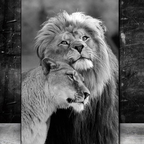 Canvas lions black and white like new 30x40 cm