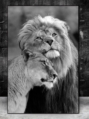Canvas lions black and white like new 30x40 cm