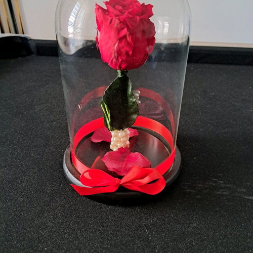 Forever rose red with glass dome new