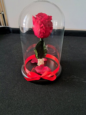 Forever rose red with glass dome new