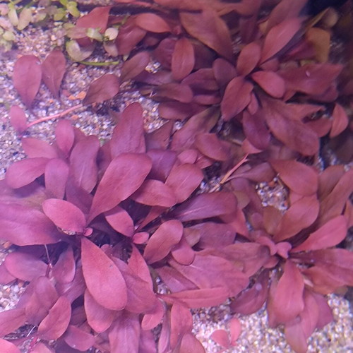 Samolus sp Red aquarium plant new with reddish hues