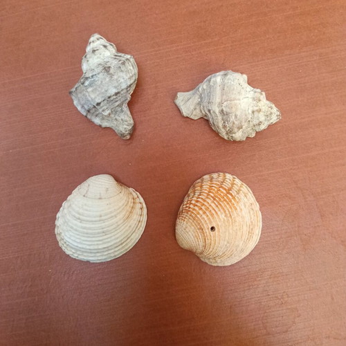 Seashells, set of 7 pieces