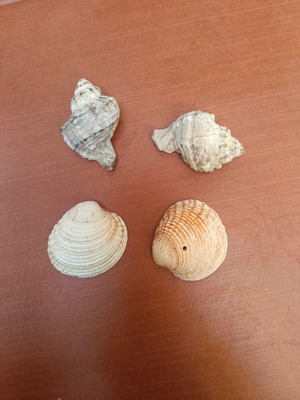 Seashells, set of 7 pieces