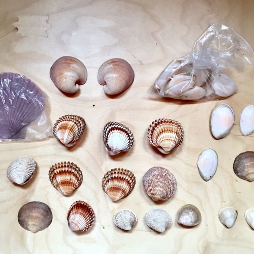 Variety of seashells like new from collection