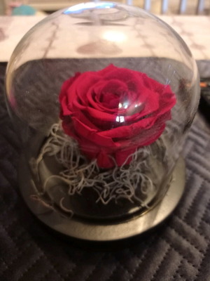 Preserved indoor rose plant in 3 colors