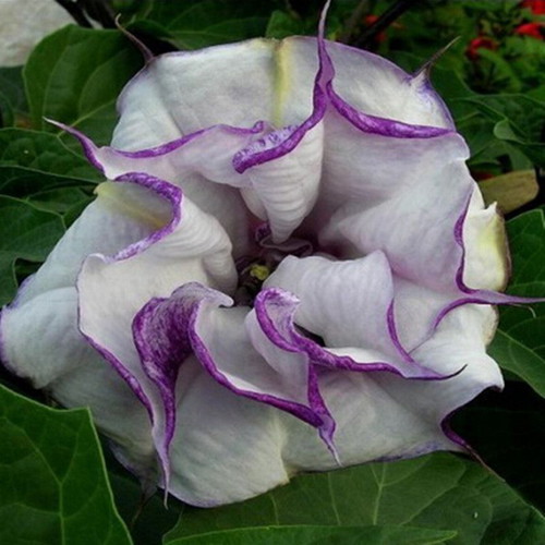 Brugmansia Datura flower seeds mix, 25 pack