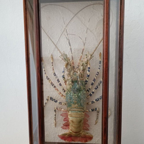 Taxidermy lobster in wooden case like new