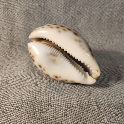 Cypria Tiger Shell 10cm like new