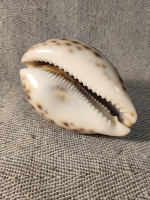 Cypria Tiger Shell 10cm like new
