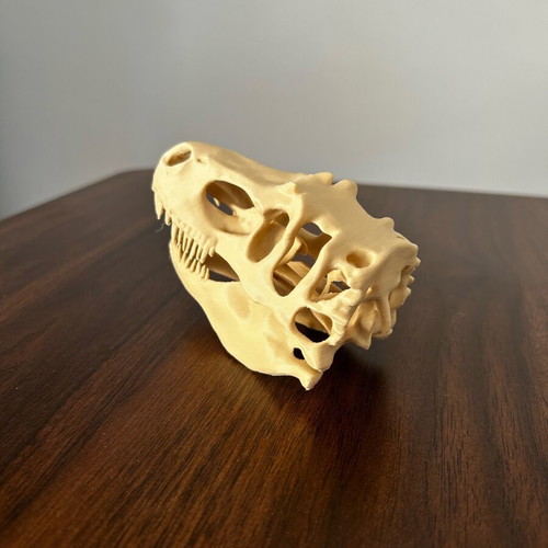 T-Rex dinosaur skull like new, 12 centimeters long