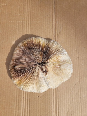 Achivada