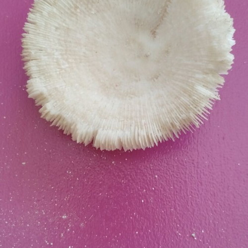 Coral new