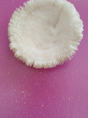 Coral new