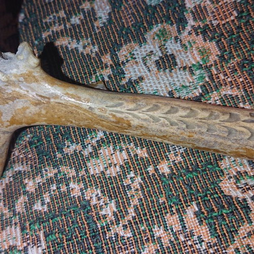 Northern Deer Trophy like new