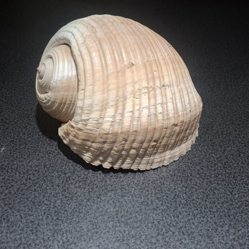 Tonna galea large collectible seashell, 19cm