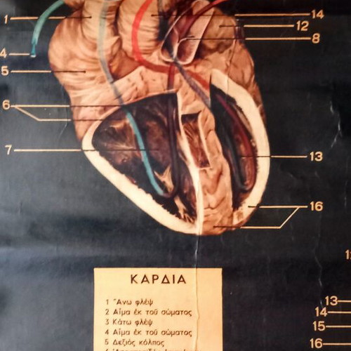 School Natural History Map like new, 82.5×62.5 cm