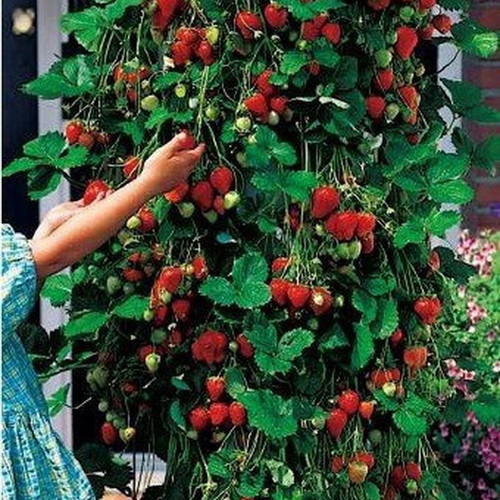 Skyline climbing strawberry seeds, pack of 50