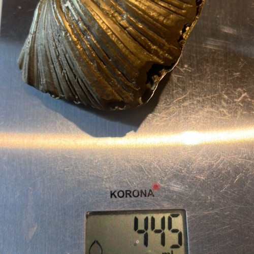 Brass press-papiers in clam shell shape like new