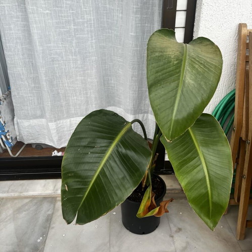 Indoor plant in excellent condition