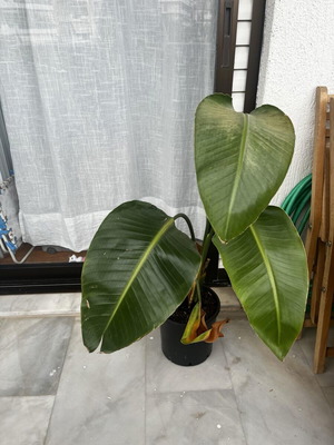 Indoor plant in excellent condition