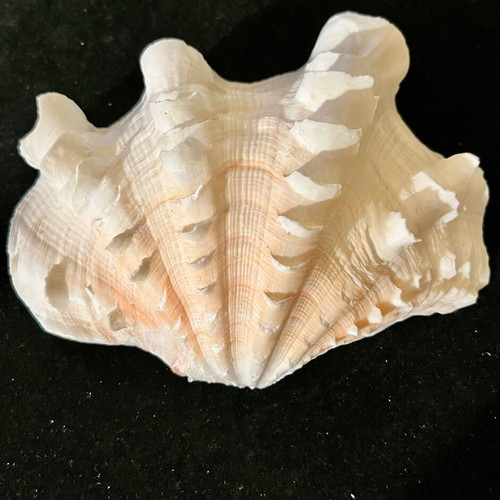 Natural large shell used
