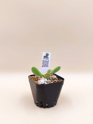 Opuntia microdasys κάκτος σε πλαστικό γλαστράκι