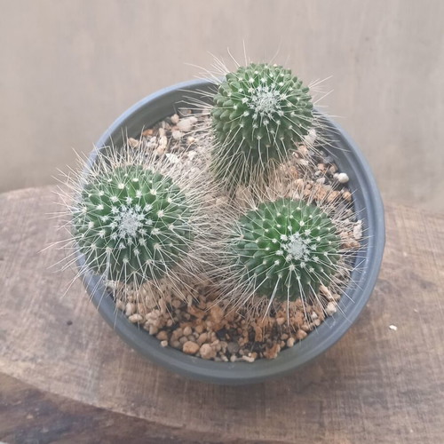Mammillaria Spinosissima Un Pico cactus in nursery pot new