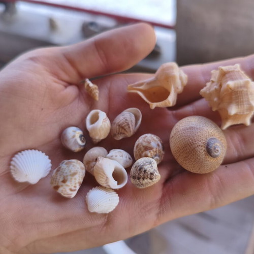Seashells new, all together