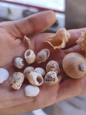 Seashells new, all together