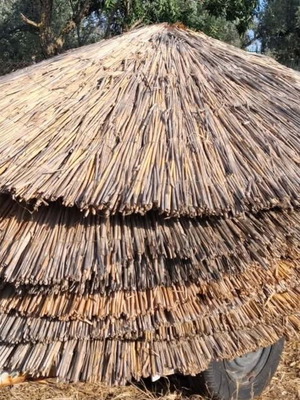 Straw beach umbrellas, 2 meters diameter, single canopy
