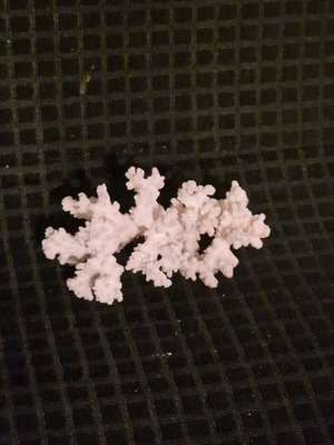 Natural coral like new 13×9cm