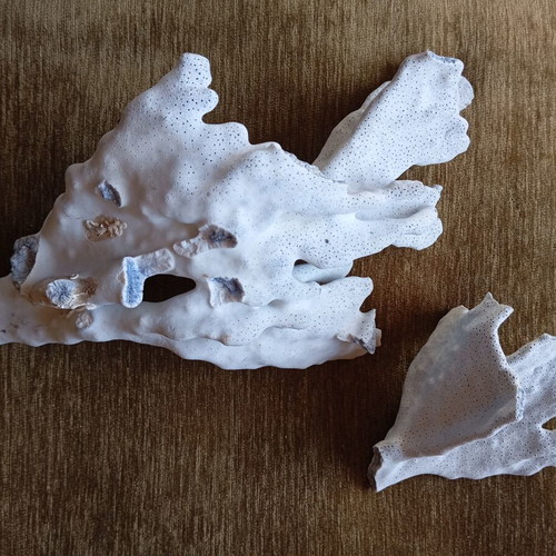 Natural coral used