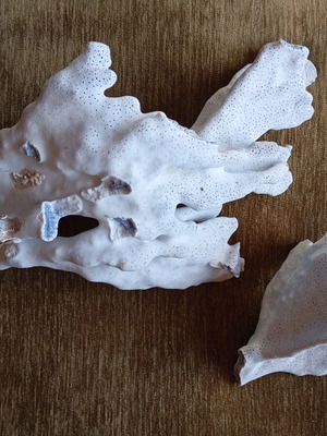 Natural coral used